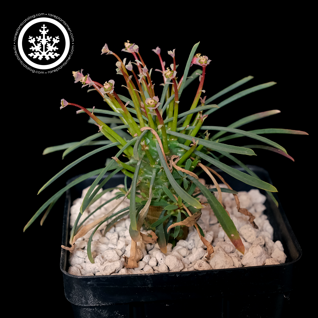 Euphorbiaceae – Rare Plant Catalog