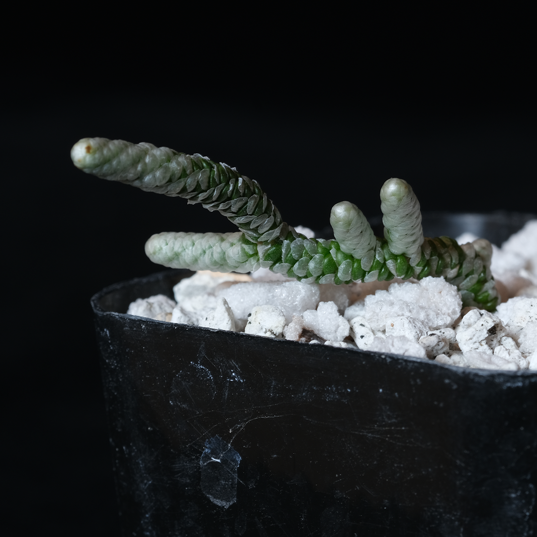 avonia succulent Buy Avonia albissima Online