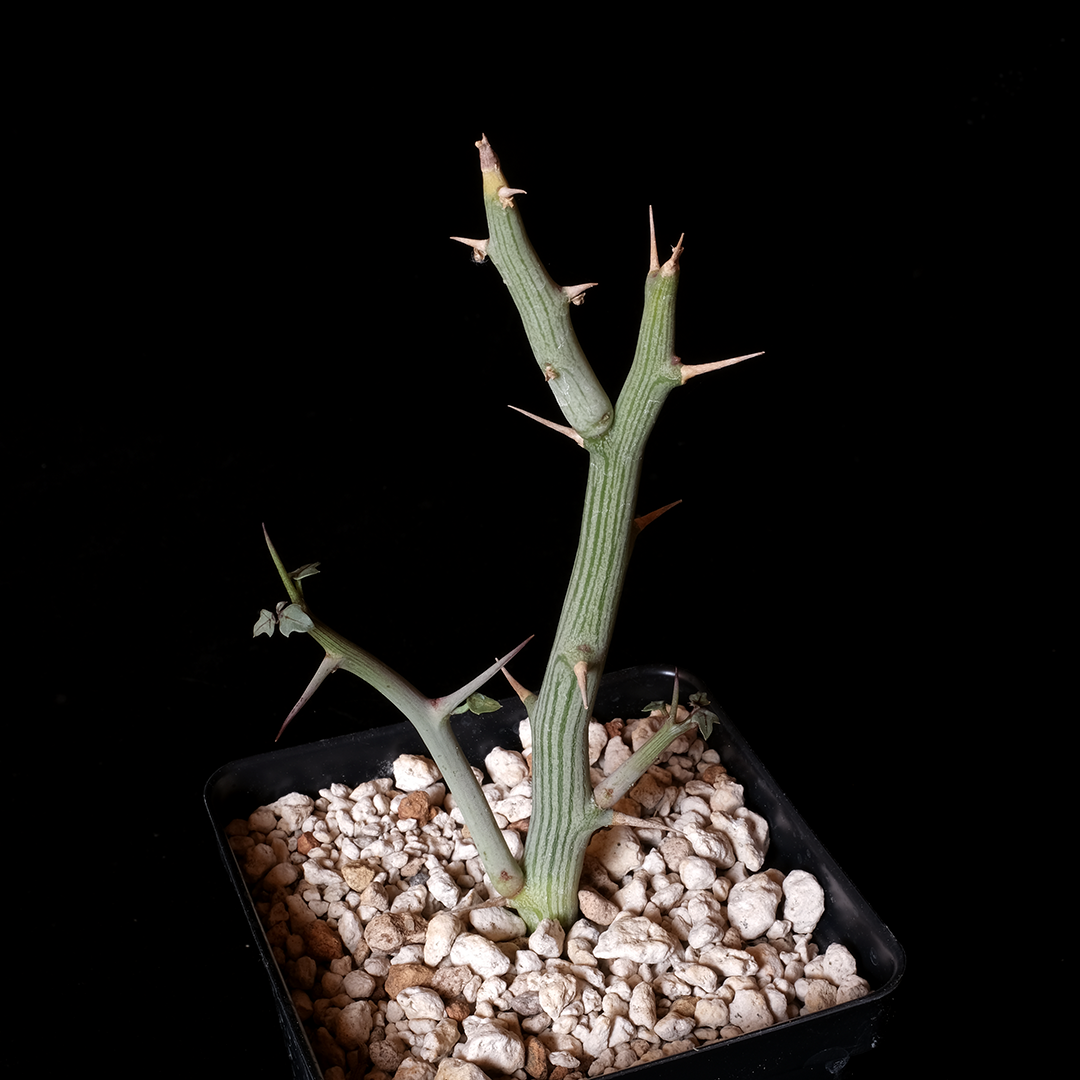 Buy Adenia ballyi Online | Rare Plant Catalog