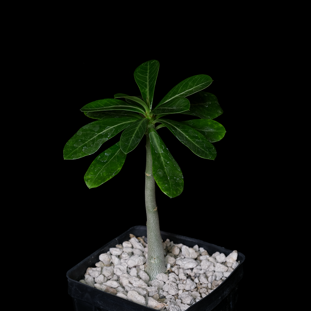 Adenium obesum (Tanzania form)