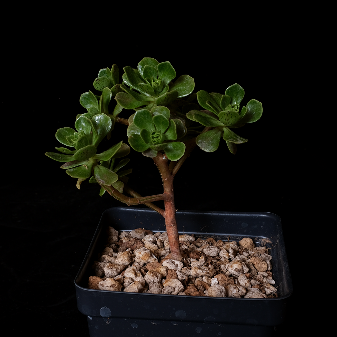 rare succulent plants for sale online Buy Aeonium spathulatum Online