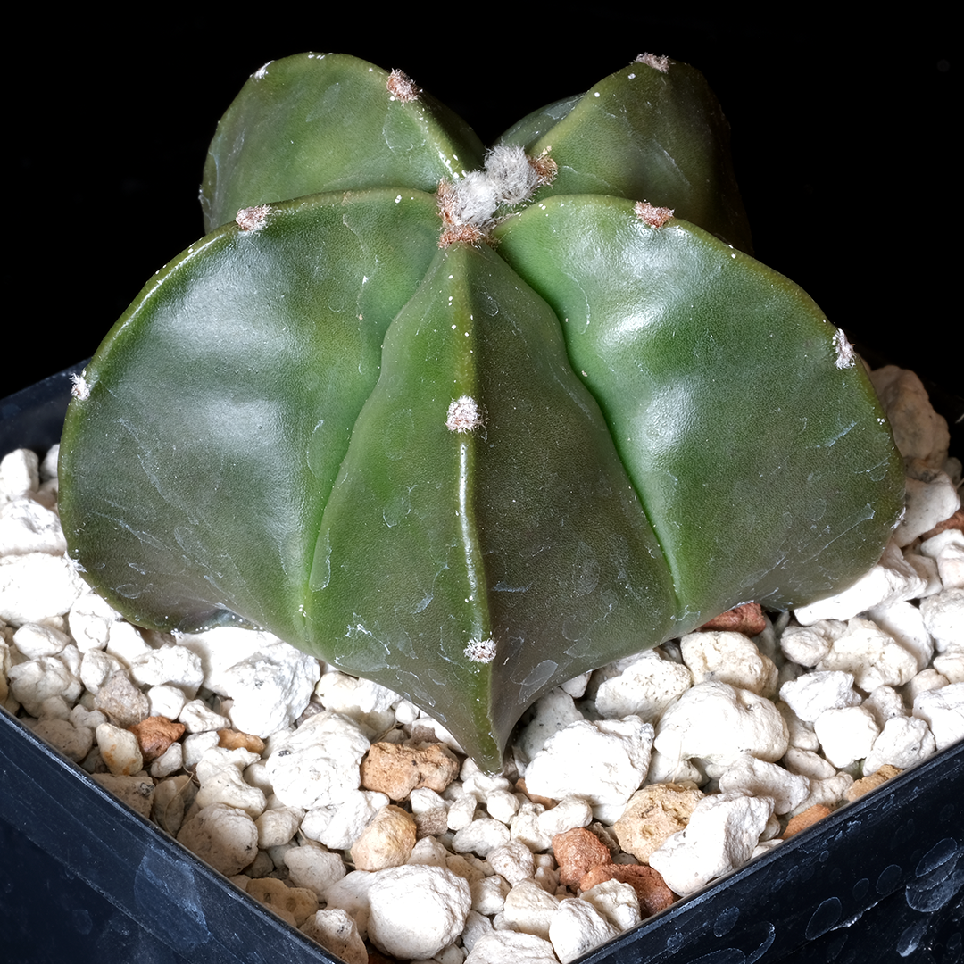 Astrophytum myriostigma hybrid