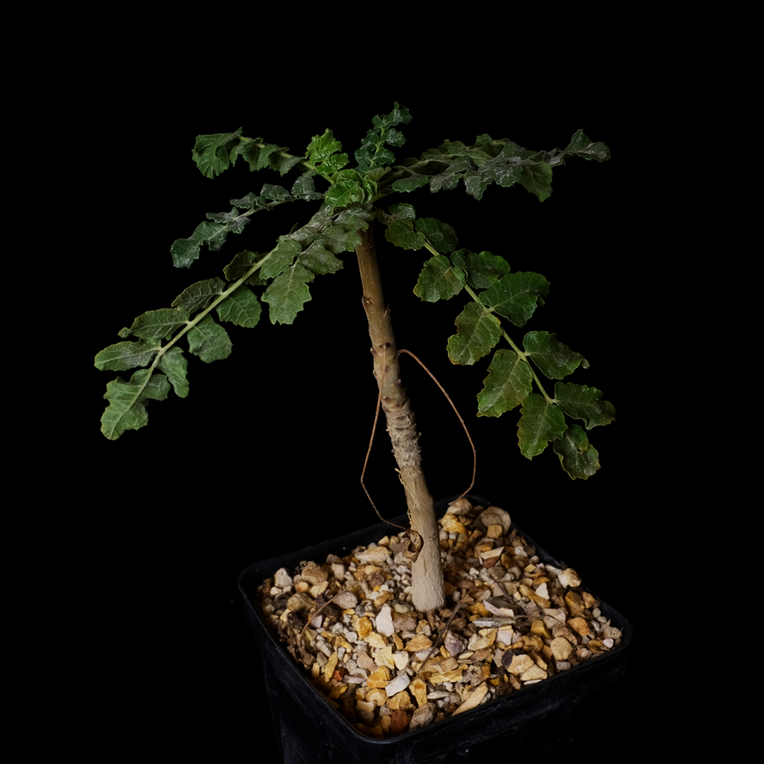 Buy Boswellia sacra Online | Rare Plant Catalog