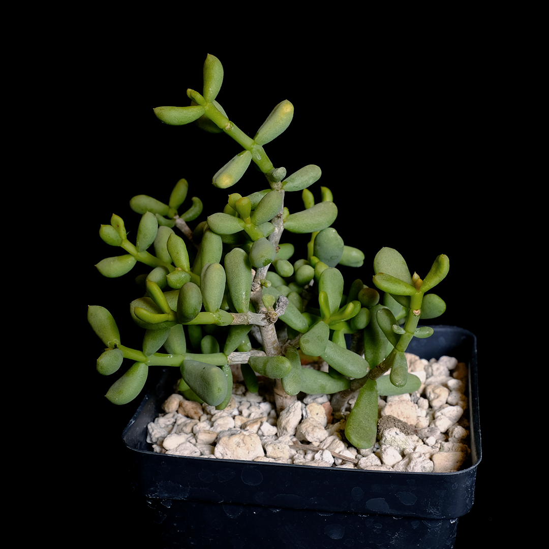 EMP ケラリア ピグマエア / CX157 Buy Ceraria pygmaea Online | Rare Plant Catalog