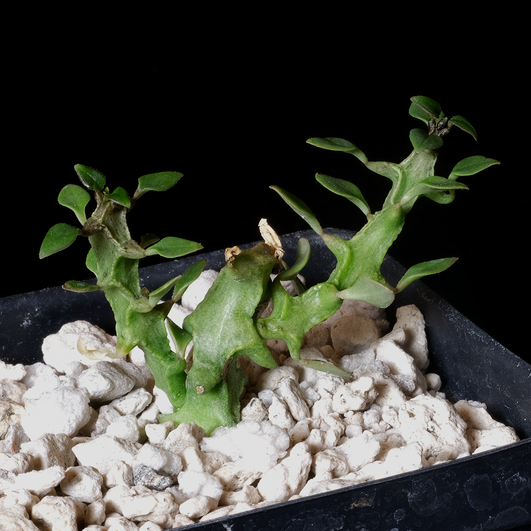 ceropegia succulents Buy Ceropegia simonae Online