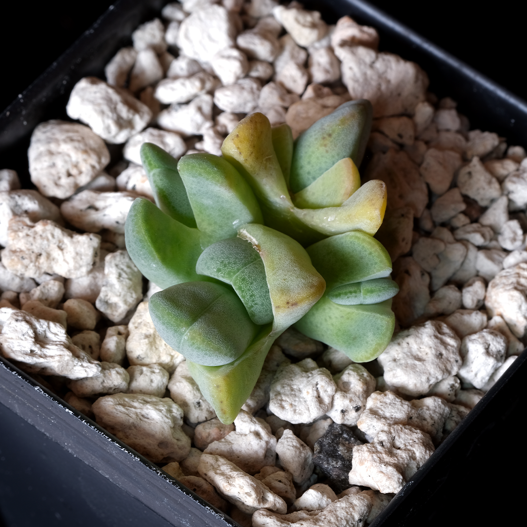 Cheiridopsis herrei SB1547