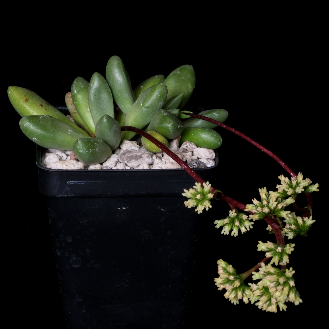 Crassula "Prince Albert"