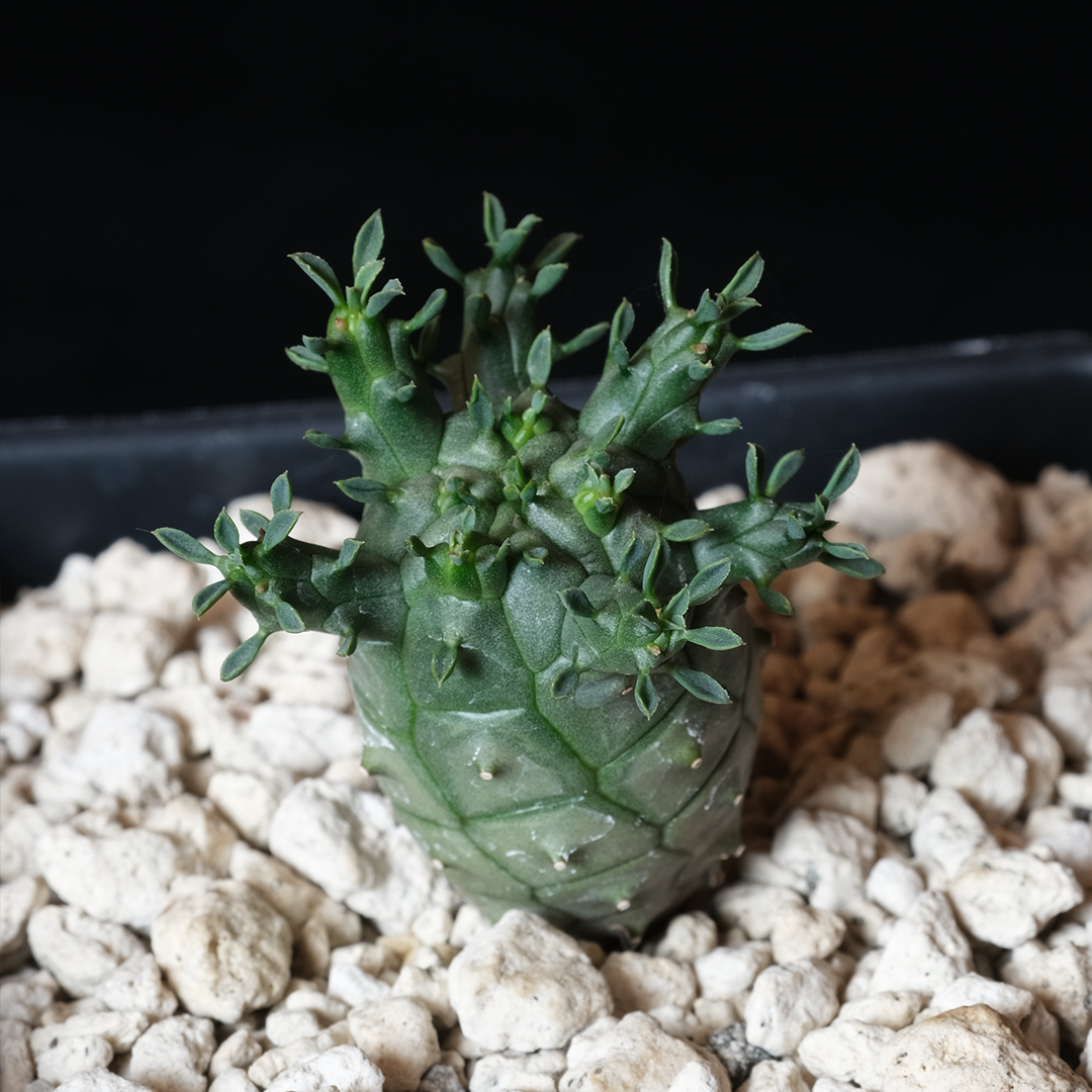 ユーフォルビア　デセプタ　F13 Buy Euphorbia decepta Online | Rare Plant Catalog