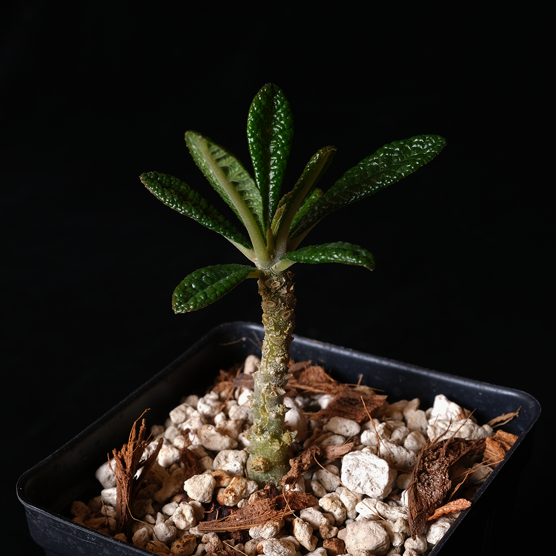 Buy Dorstenia gigas Online | Rare Plant Catalog