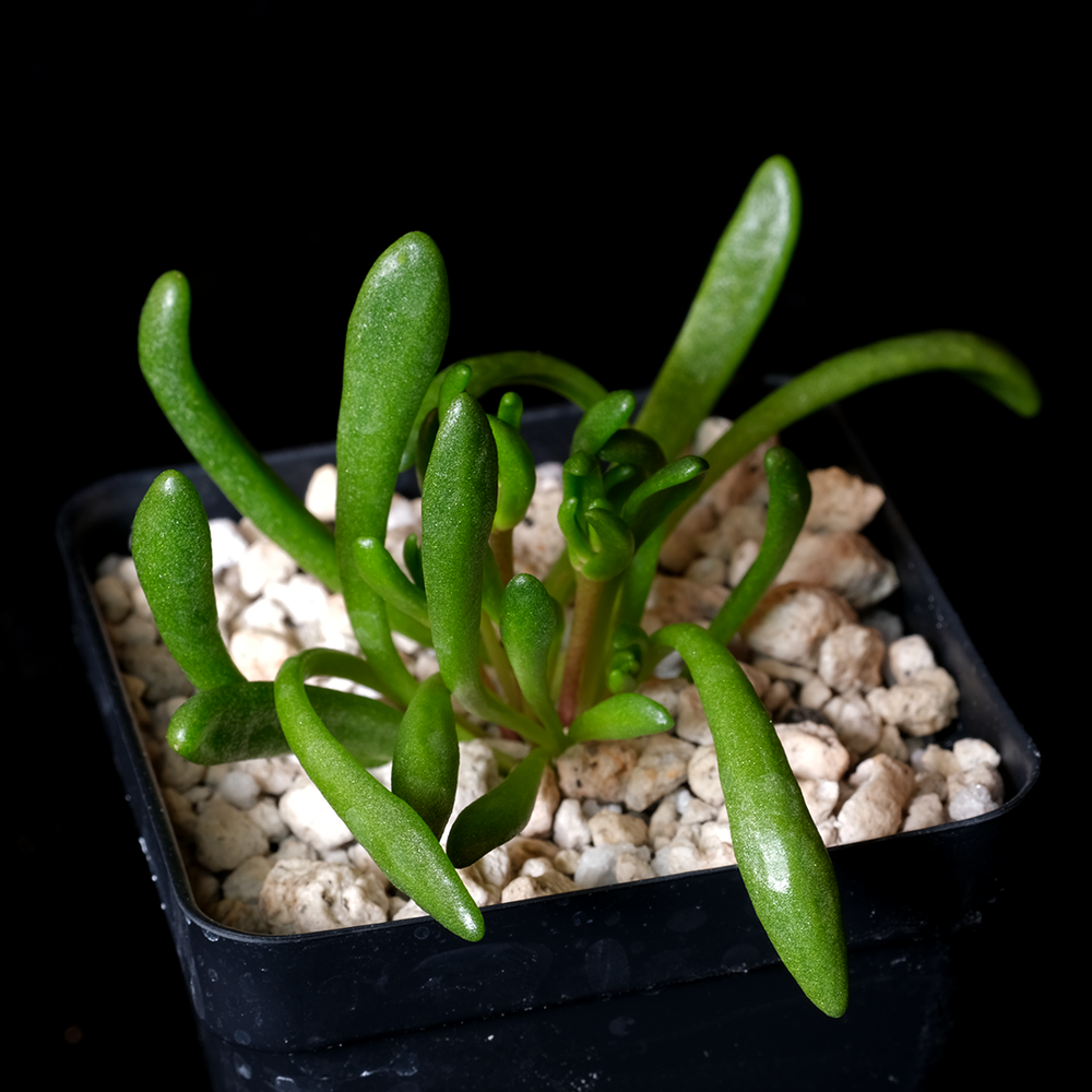 Dudleya variegata