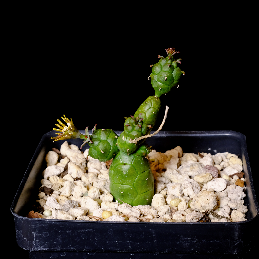 globulosa succulent Buy Euphorbia globosa Online
