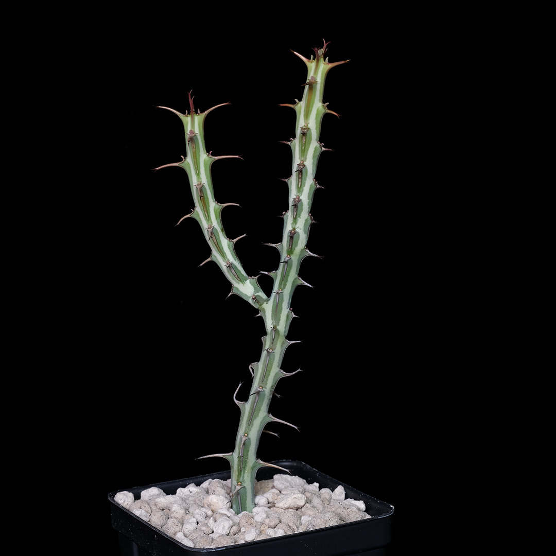 Euphorbia glochidiata