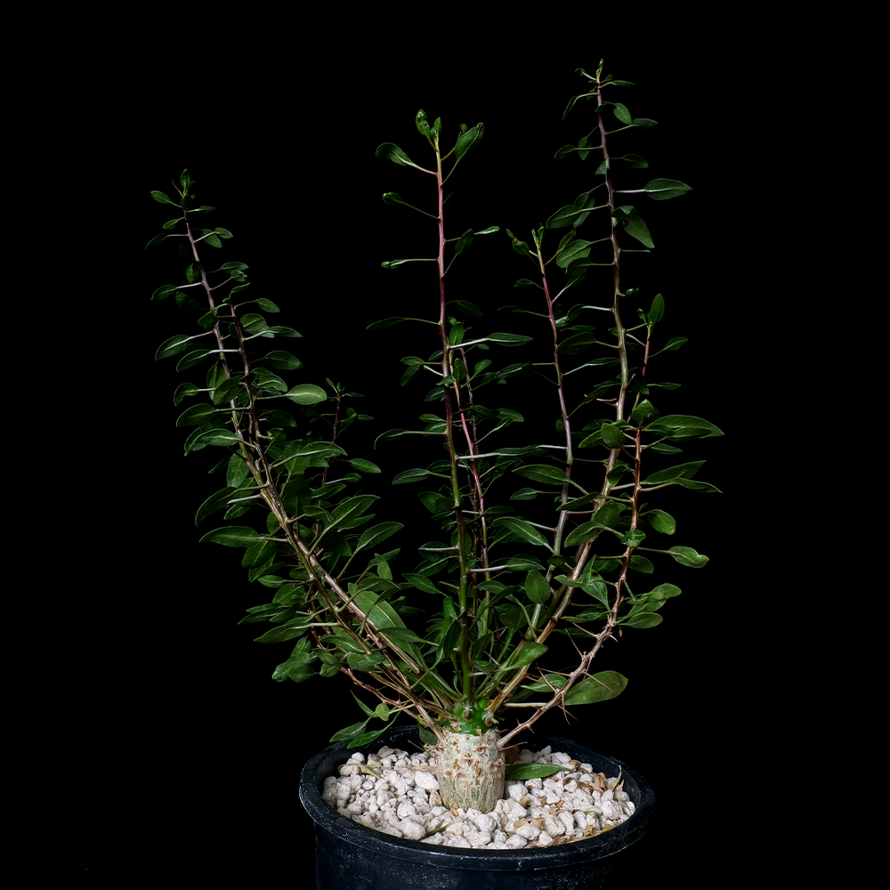 Fouquieria columnaris