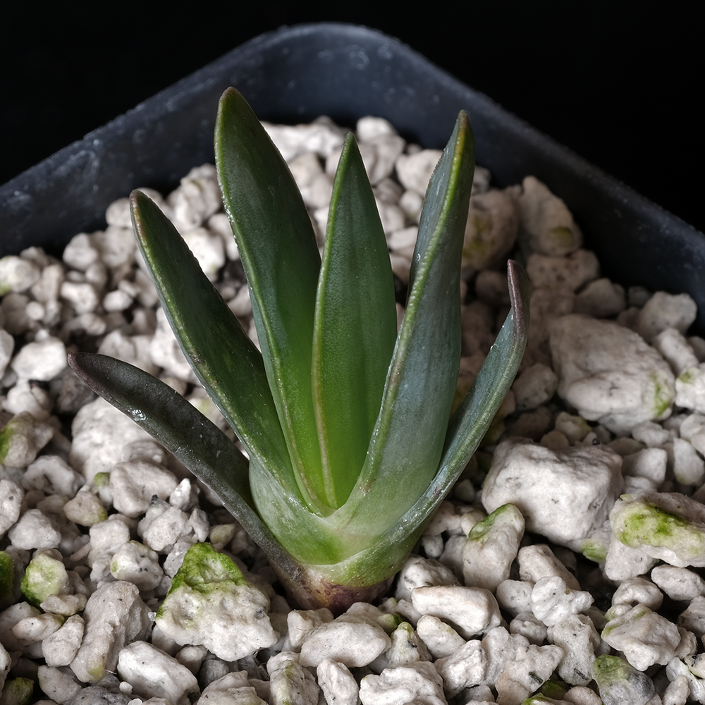 Aloe haemanthifolia