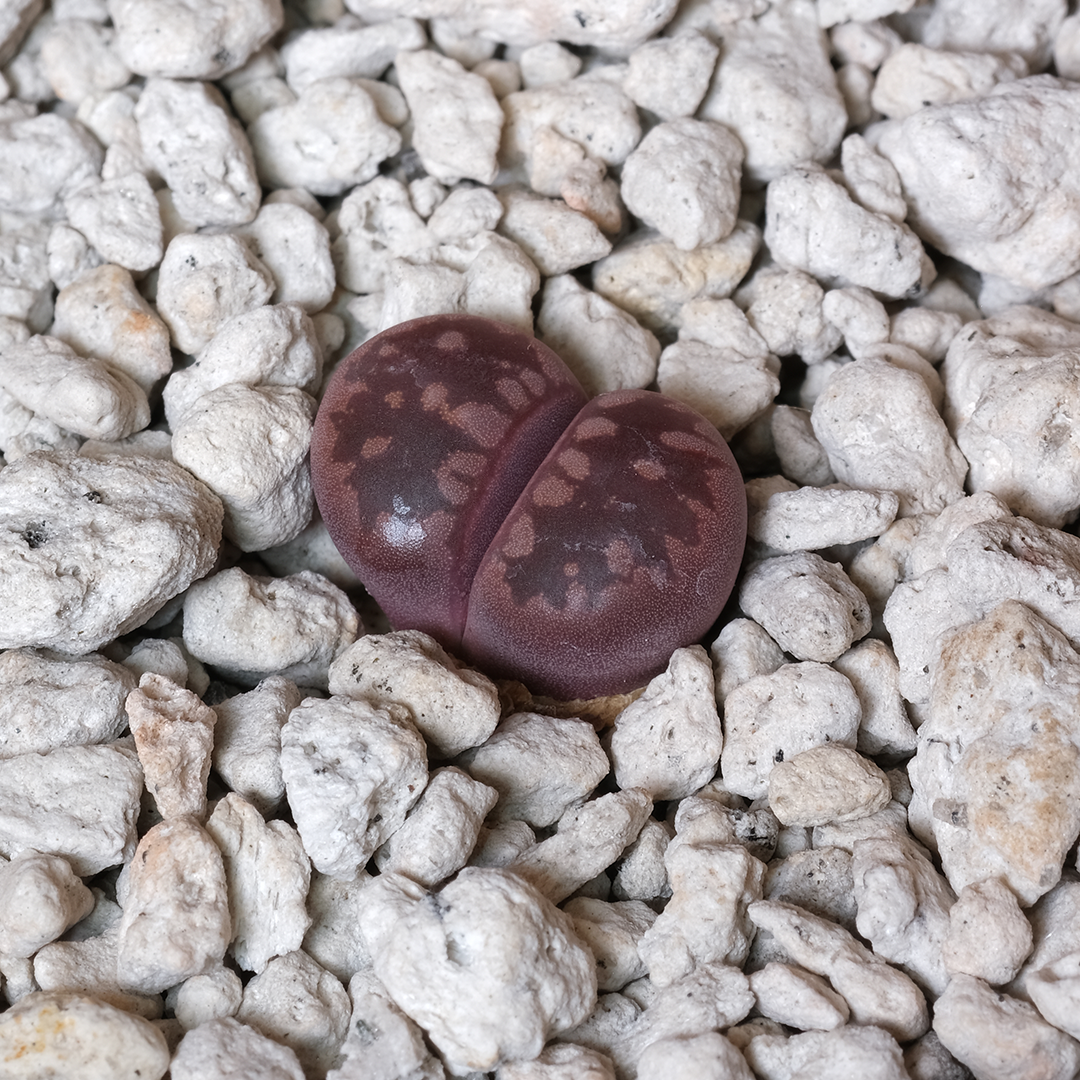 リトープスCesky Granat ex.P.V Buy Lithops otzeniana cv. 'Český Granát' Online | Rare Plant Catalog