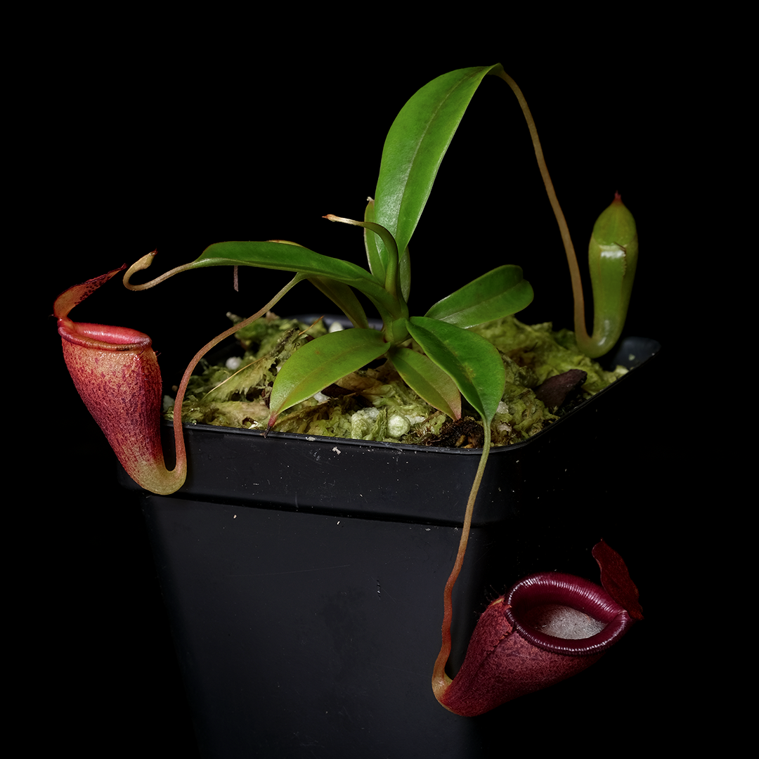 Nepenthes jamban