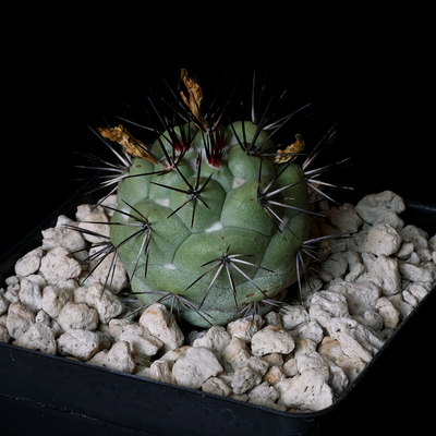 Ortegocactus macdougallii