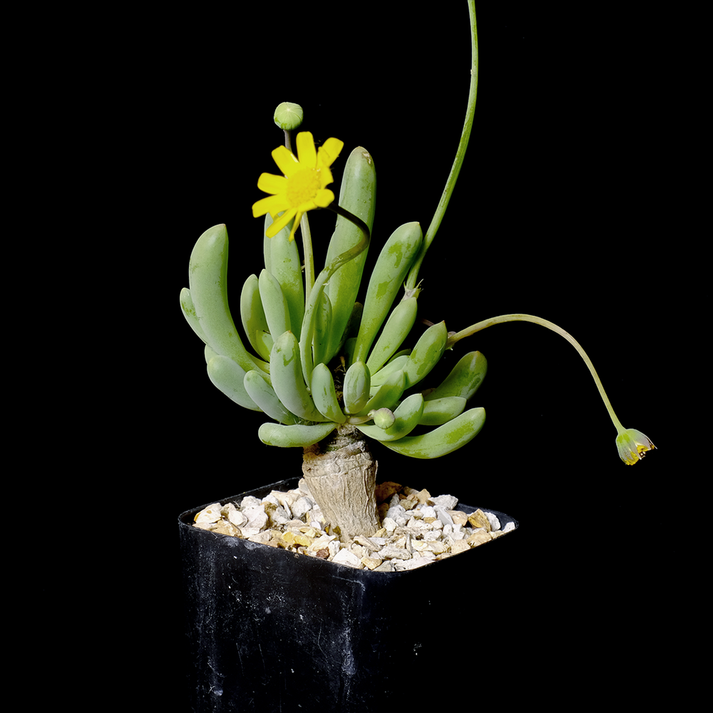 Othonna clavifolia