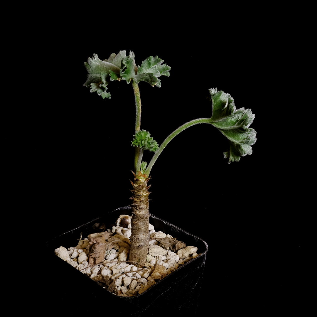 pelargonium succulent Buy Pelargonium mirabile Online