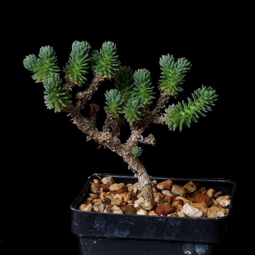 Sedum multiceps