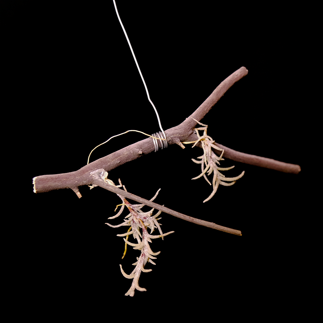 Buy Tillandsia capillaris Online | Rare Plant Catalog