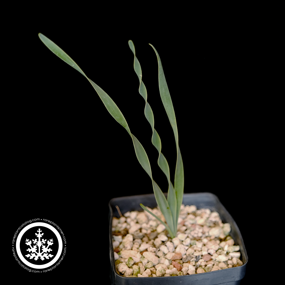 Amaryllidaceae