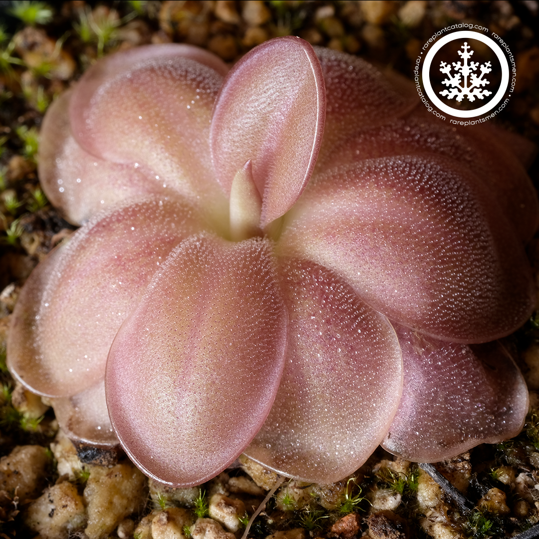 Lentibulariaceae