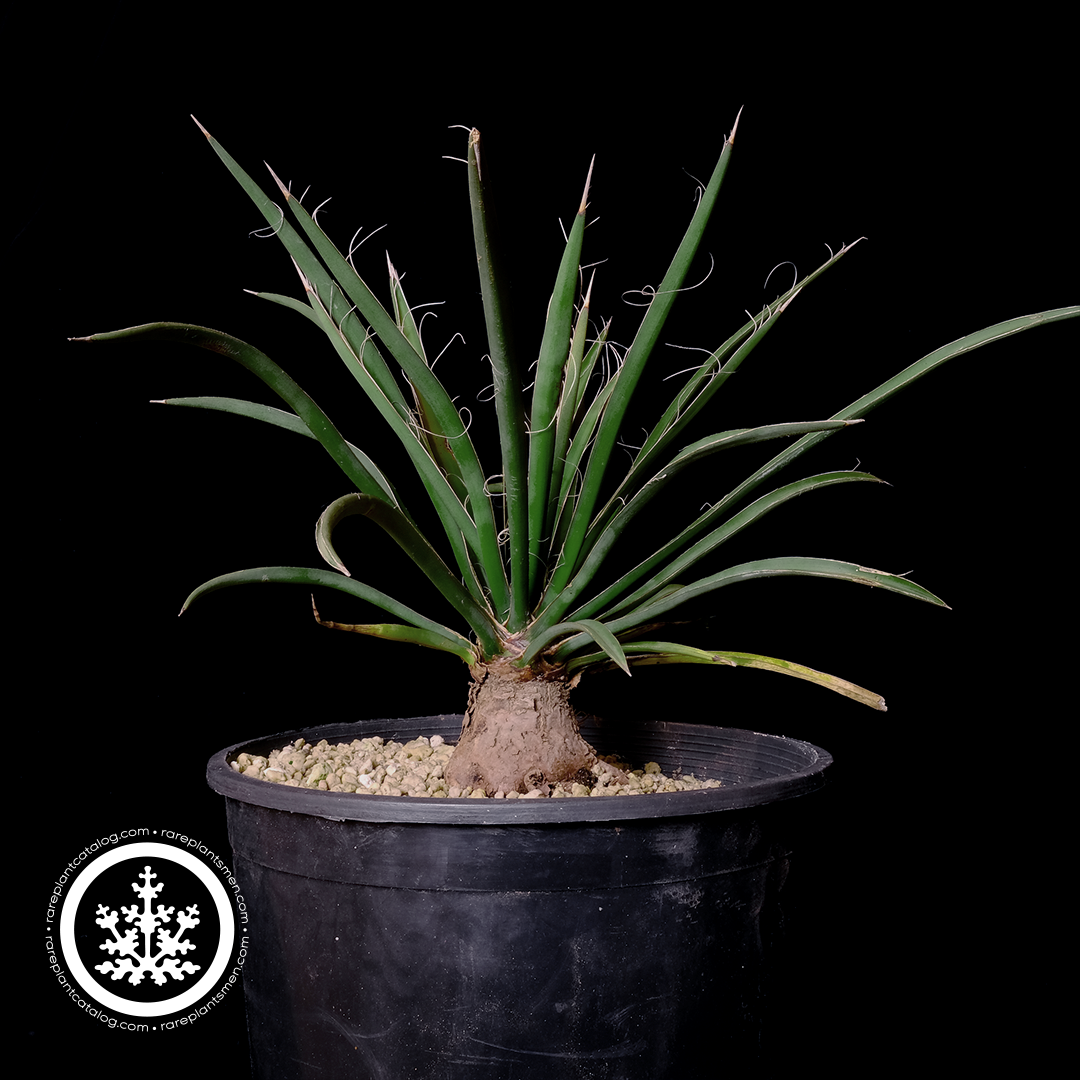 Asparagaceae