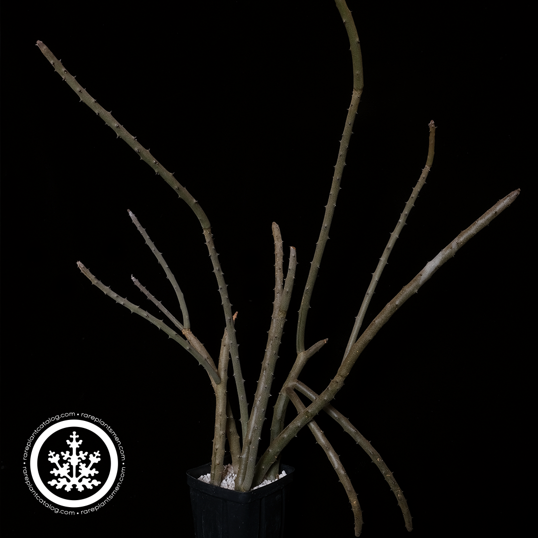 Didiereaceae