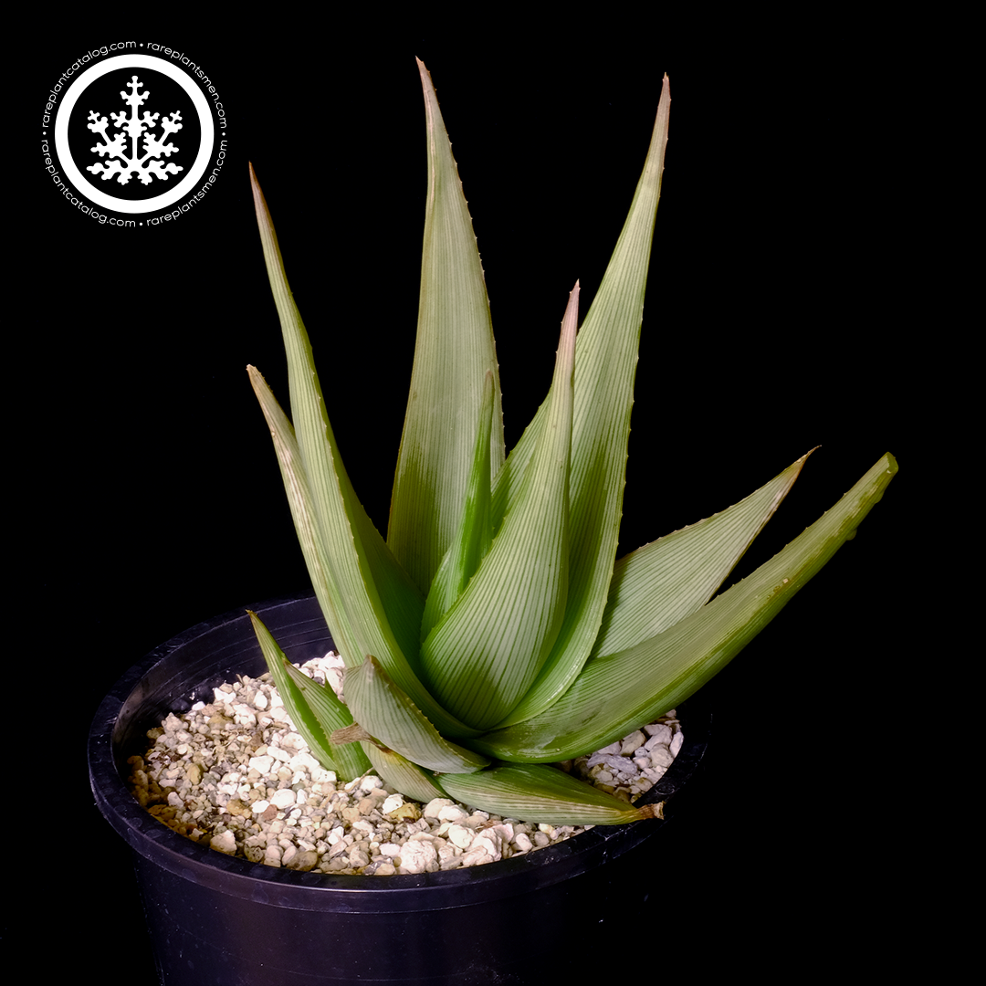 Asphodelaceae