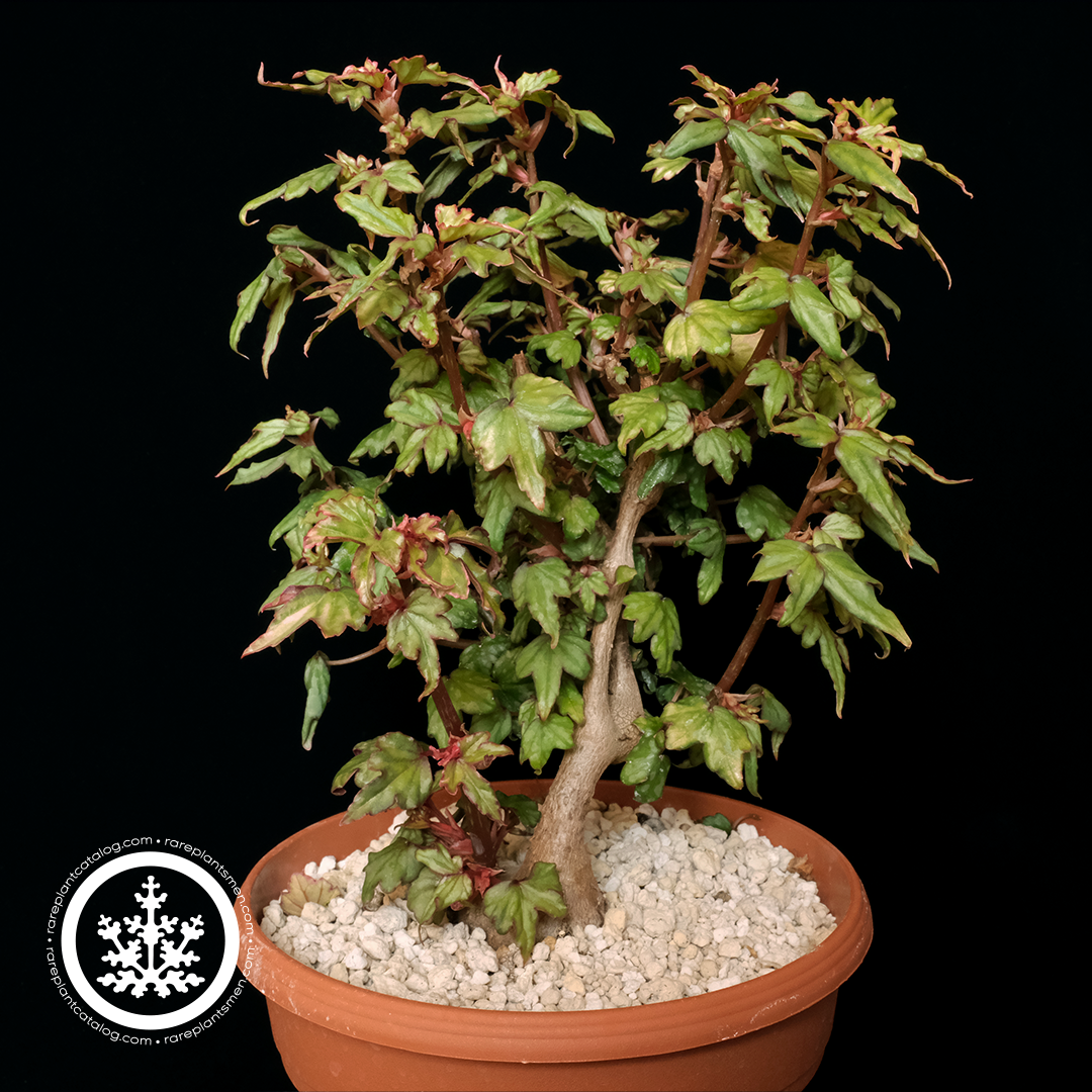Begoniaceae
