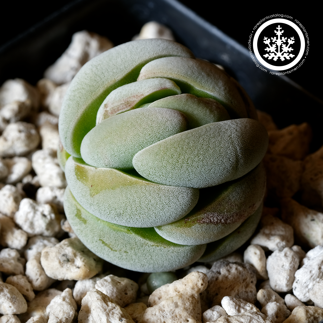 Crassulaceae