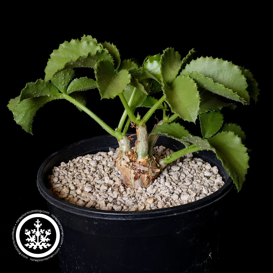 Vitaceae