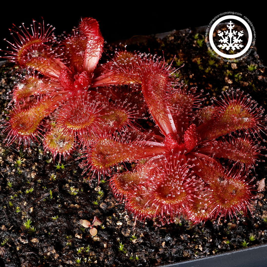 Droseraceae