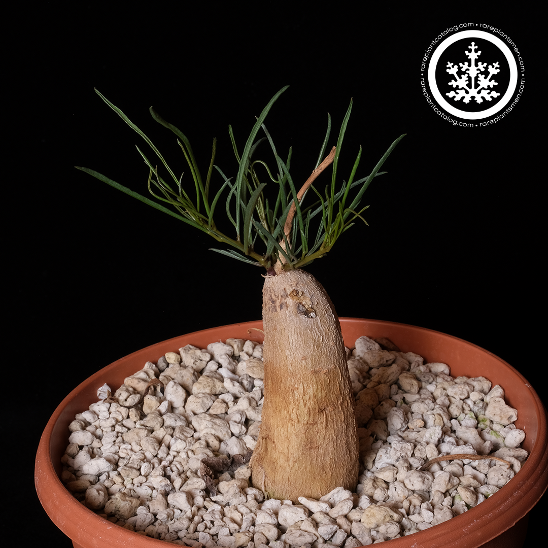 Convolvulaceae