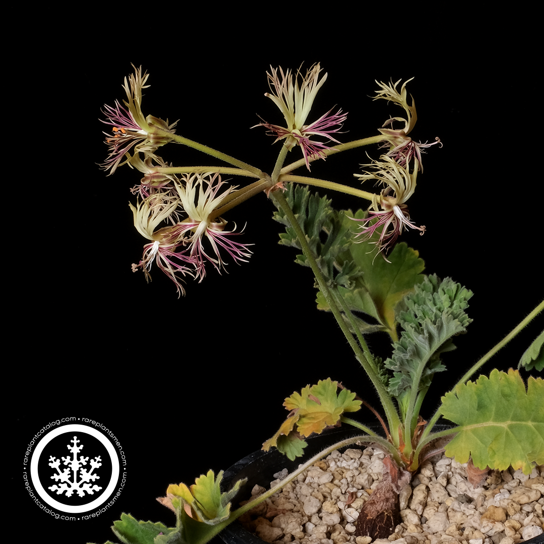 Geraniaceae