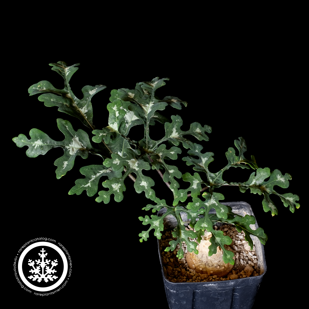 Passifloraceae