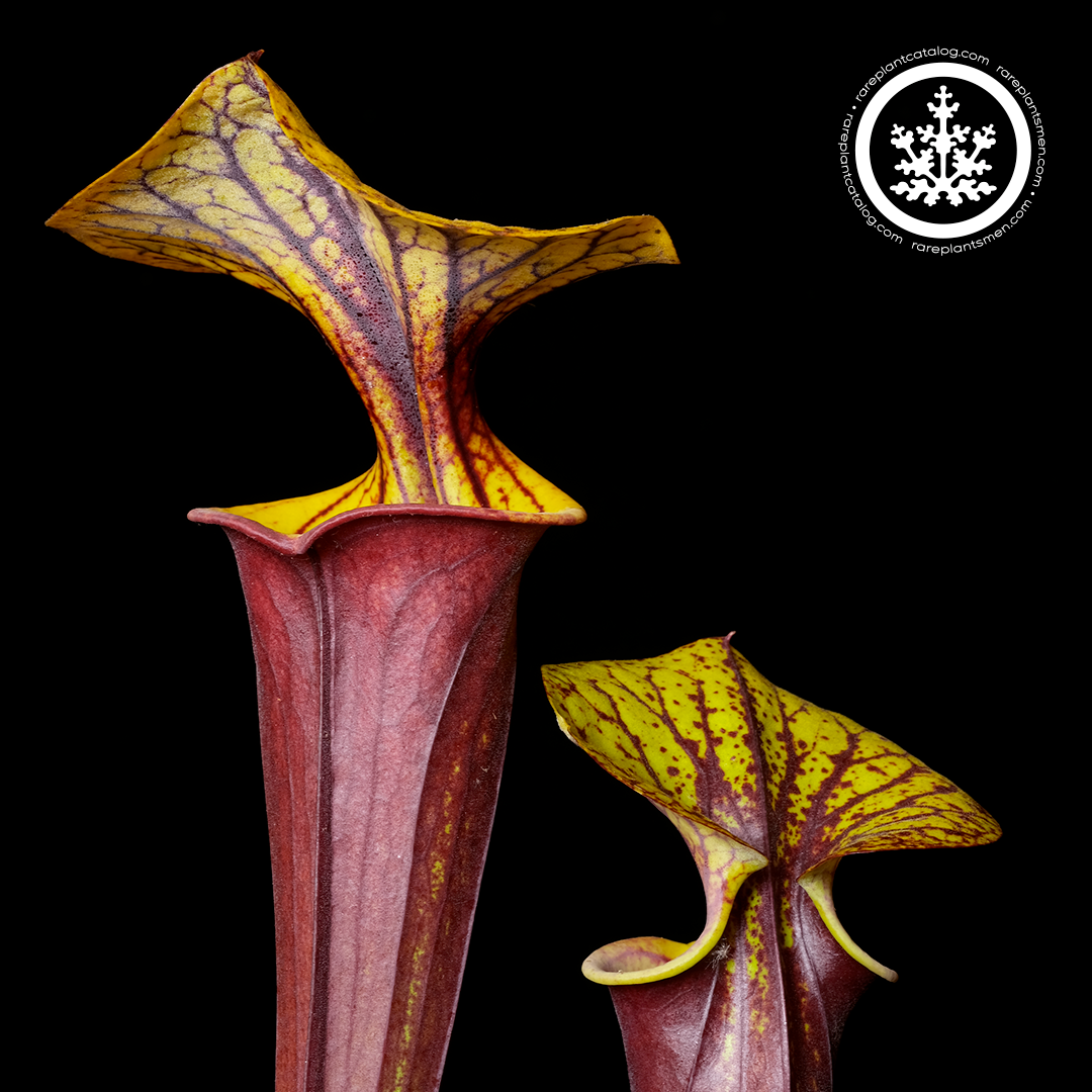 Sarraceniaceae