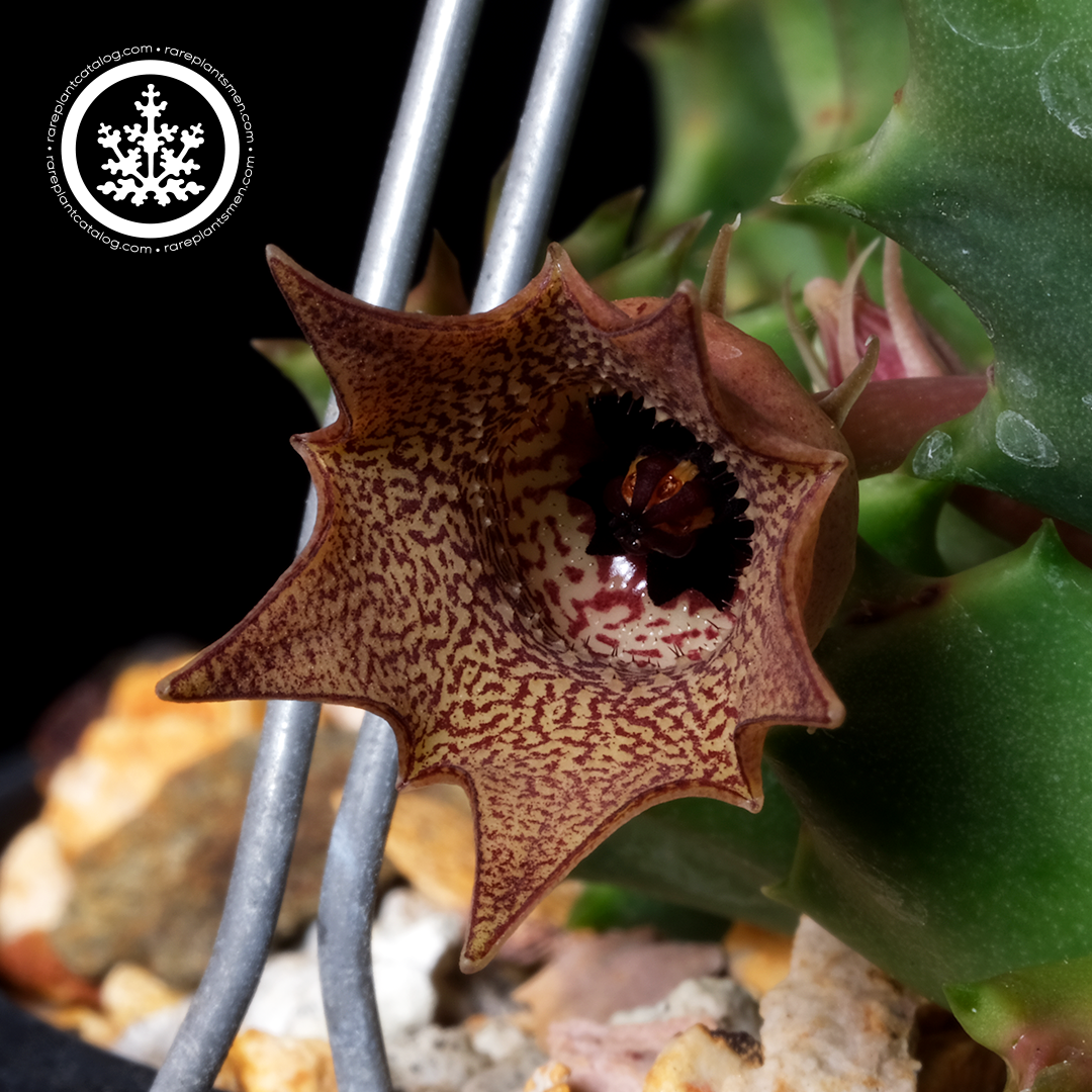 Apocynaceae