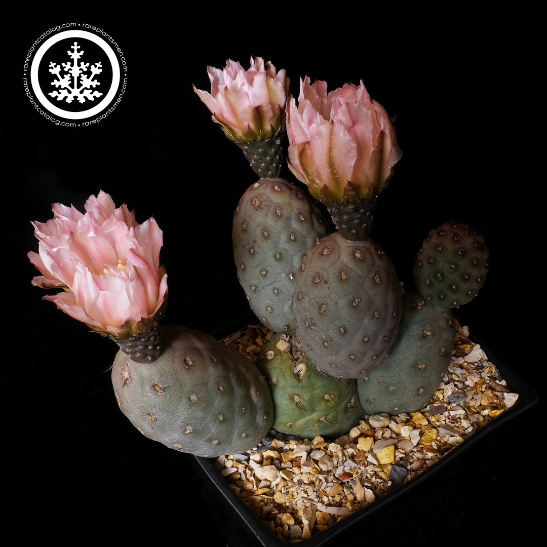 Cactaceae
