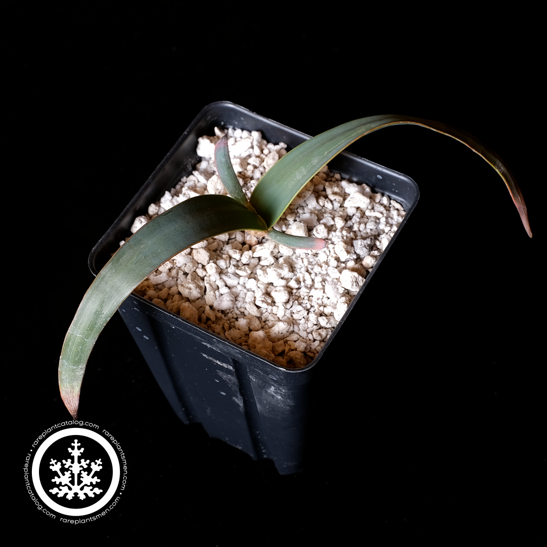 Welwitschiaceae