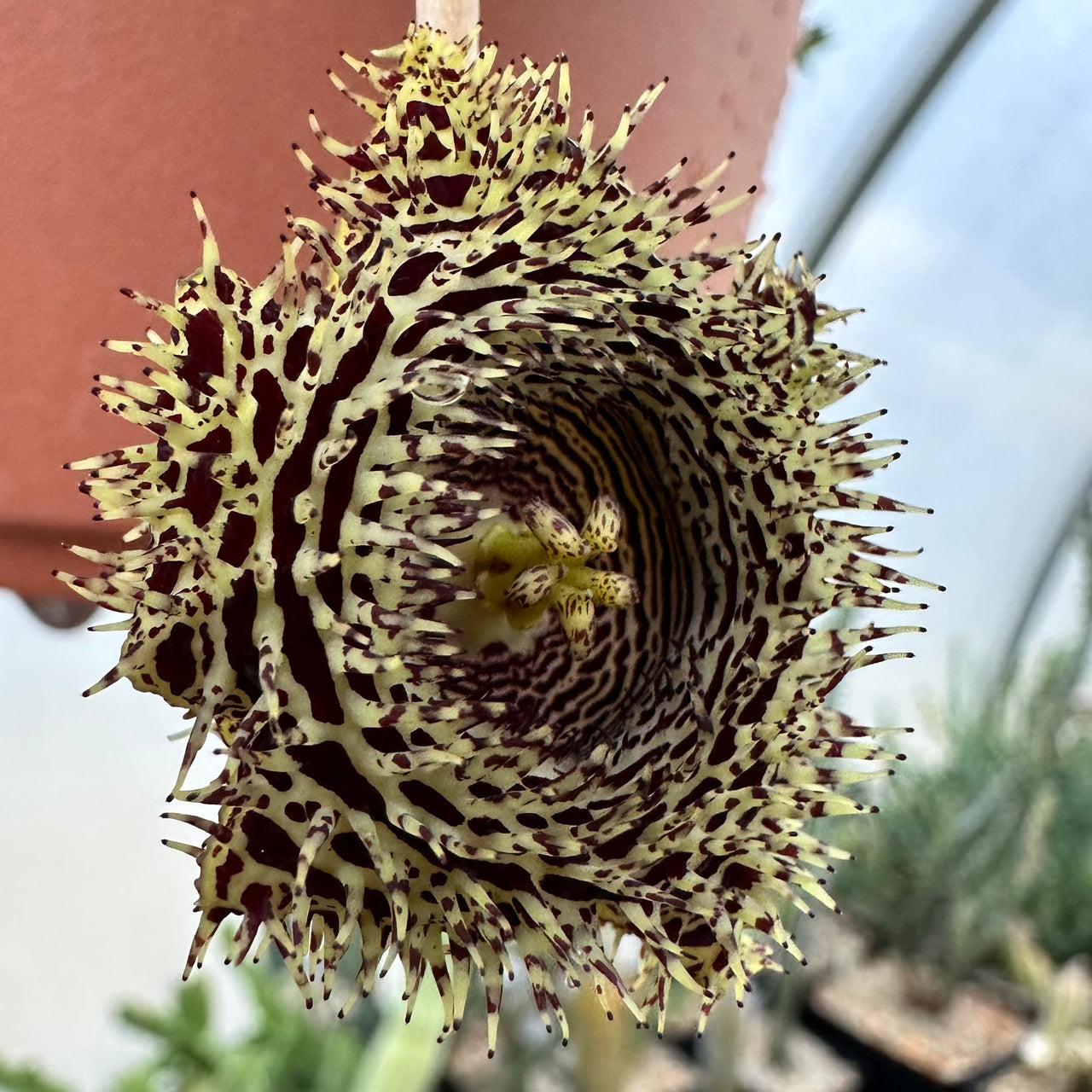 Huernia hystrix
