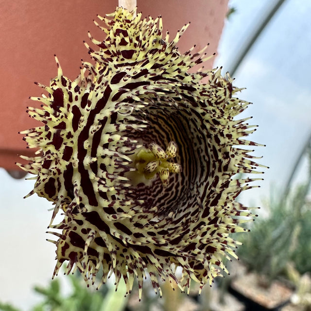 Huernia hystrix