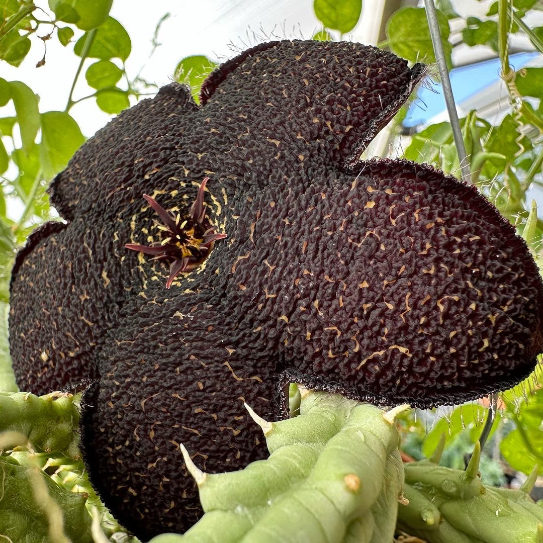Tridentea gemmiflora