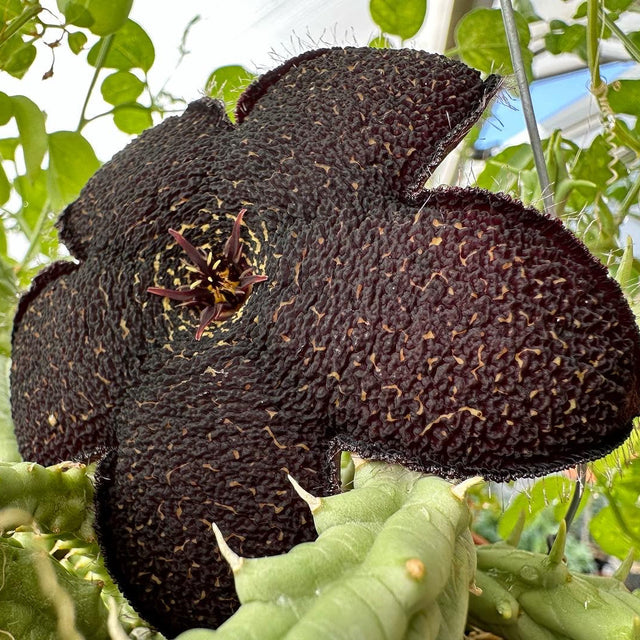 Tridentea gemmiflora