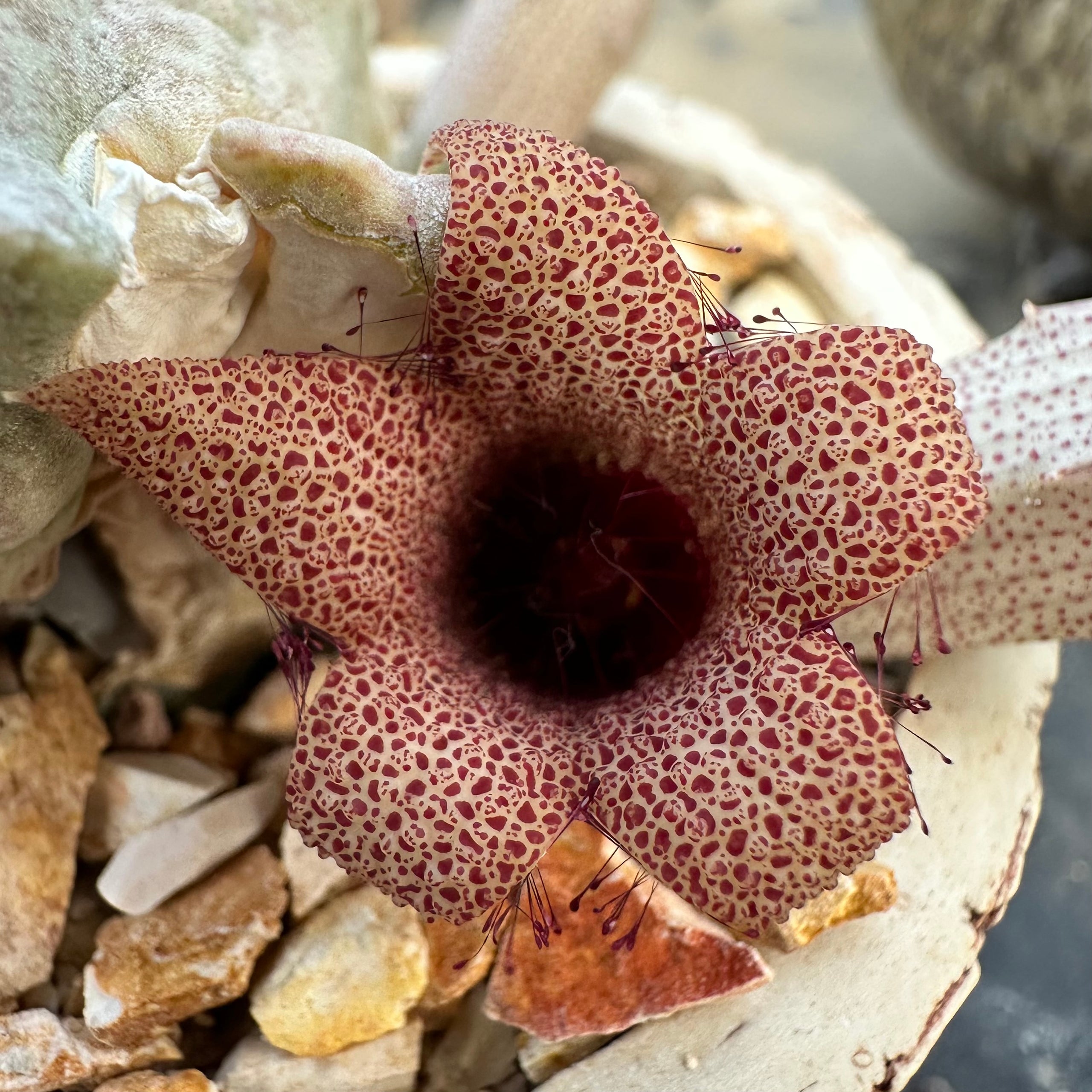 Whitesloanea crassa