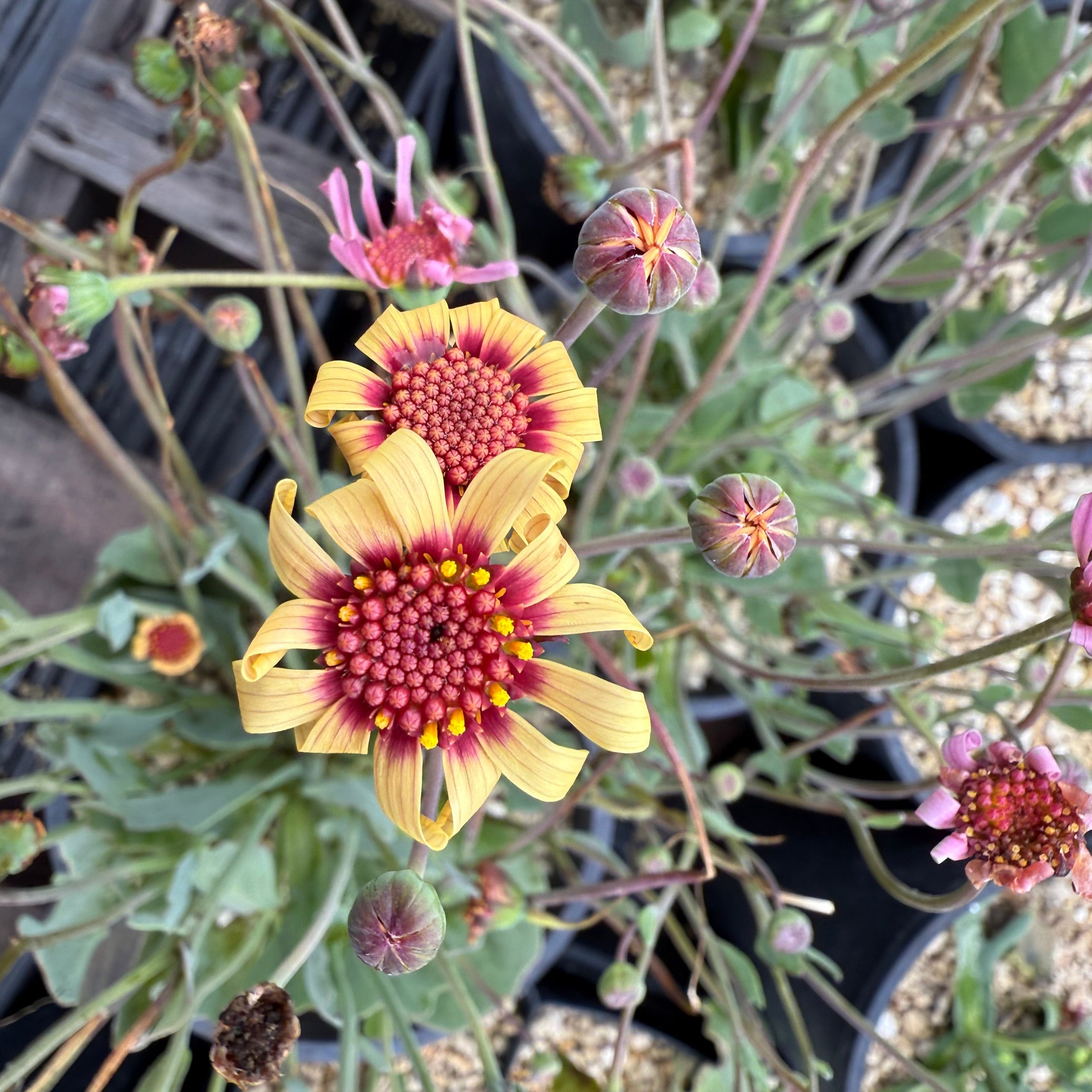 Othonna mixed-color hybrid