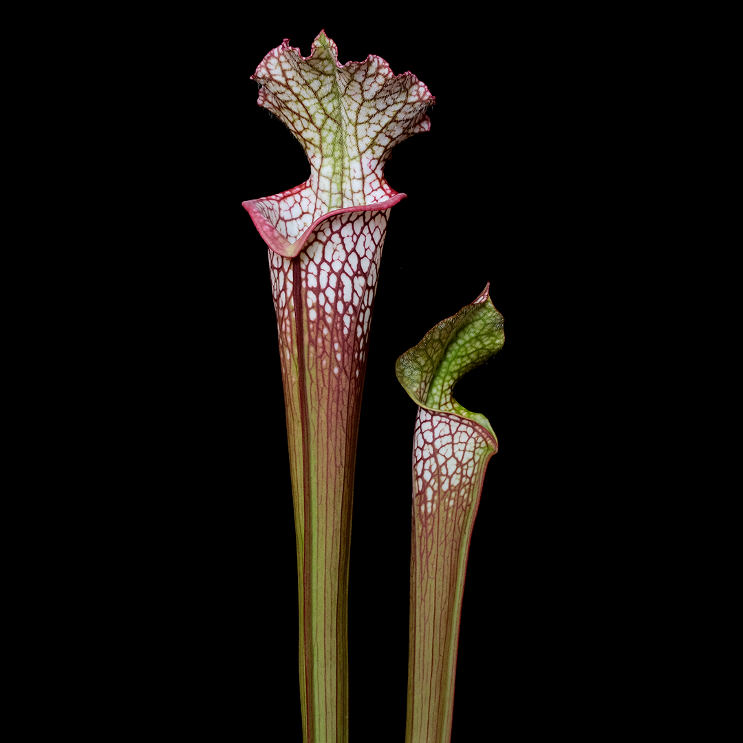 Sarracenia leucophylla 'AJ01'