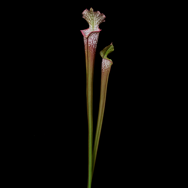 Sarracenia leucophylla 'AJ01'