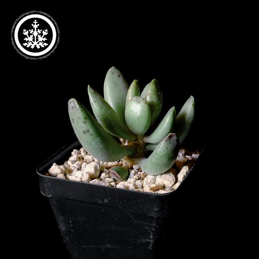 Adromischus "hummel’s white"